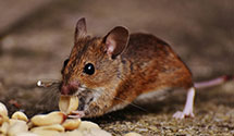 24 Hour & Emergency Exterminators in Menomonie, WI